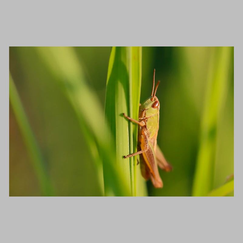 Cute grasshopper illustration on green
