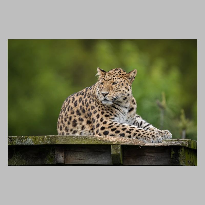 Leopard