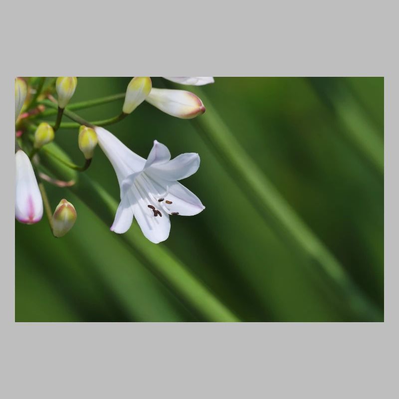Macro de la fleur de lys blanc