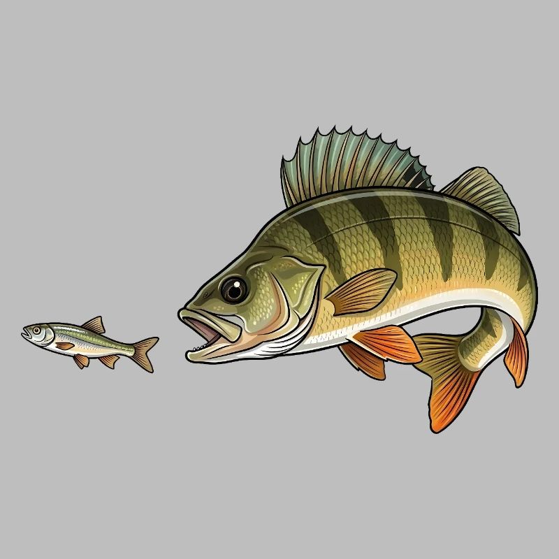 La perche chasse le poisson