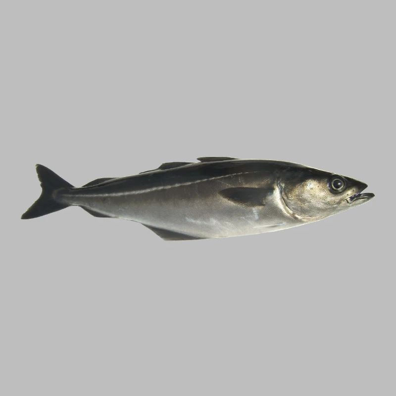 Fisch Pollack