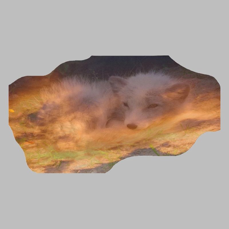 träumender Polarfuchs
