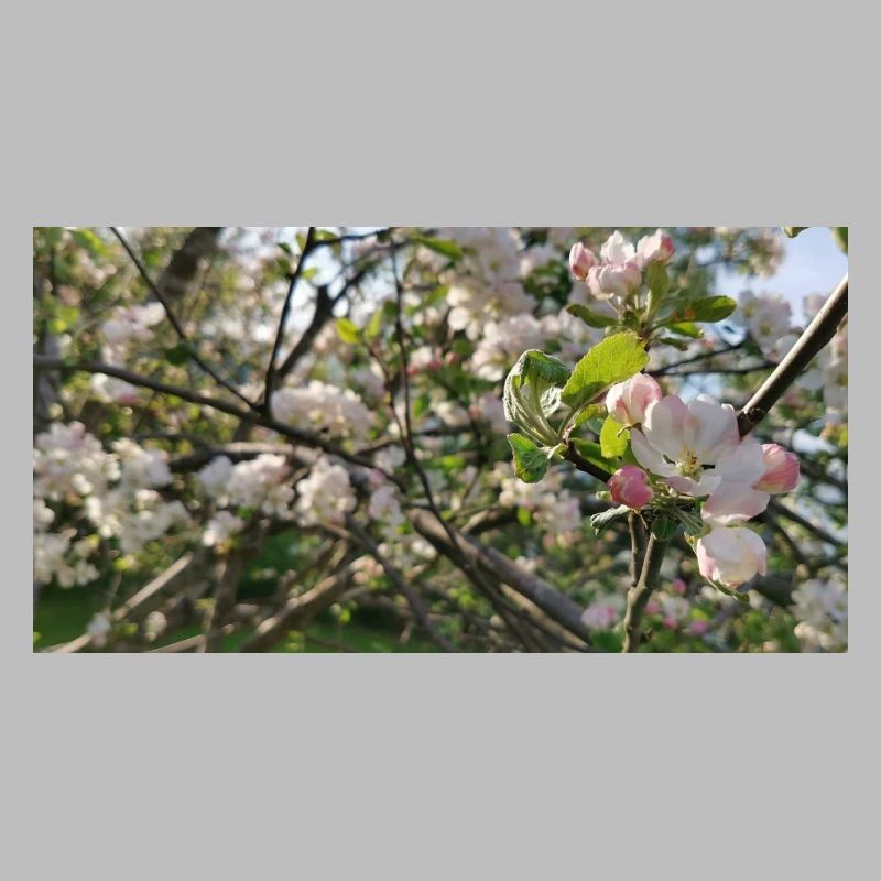 Cherry blossom branches Spring