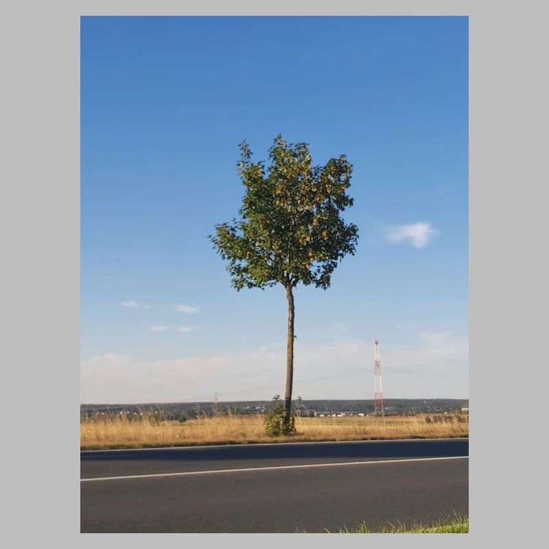 Single sapling