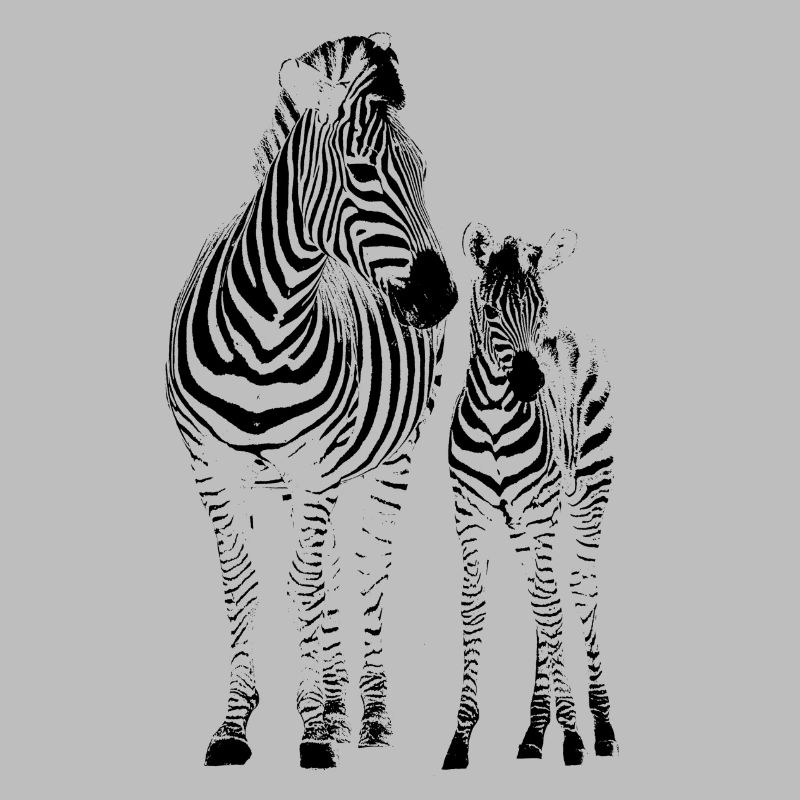 zebra