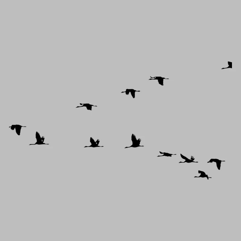 les oiseaux migrateurs