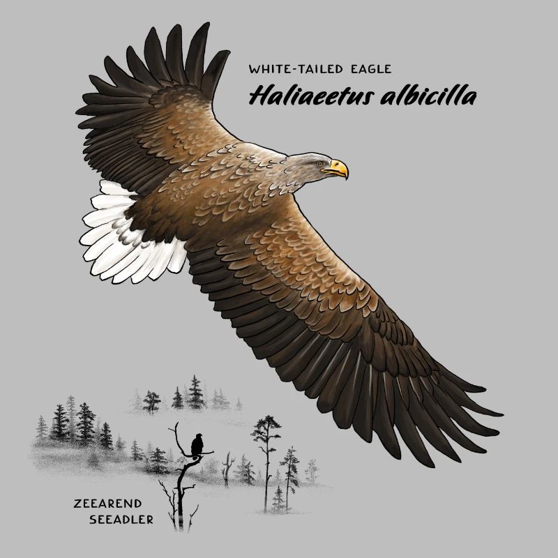 Pygargue à queue blanche