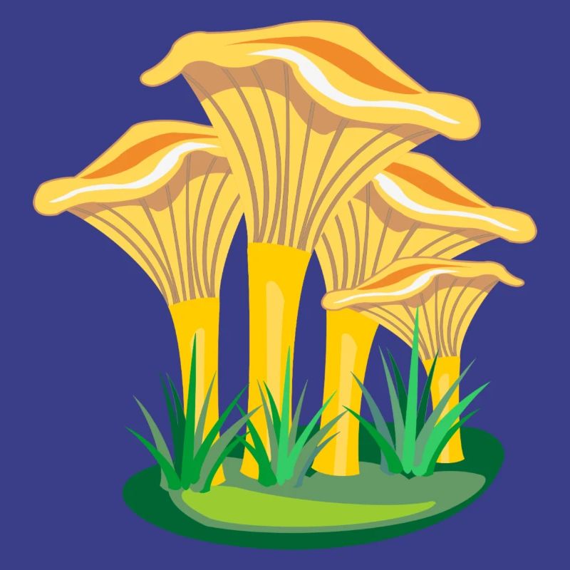 Champignons champignons