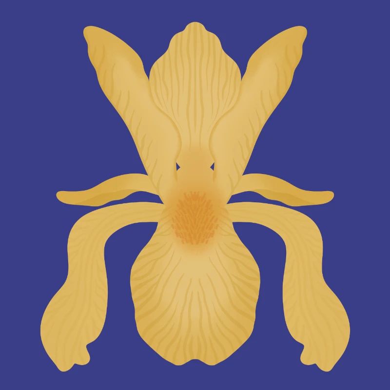 Floraison d’Iris doré