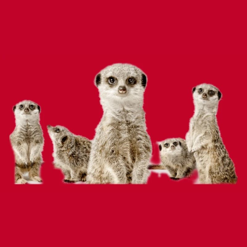 Erdmännchen