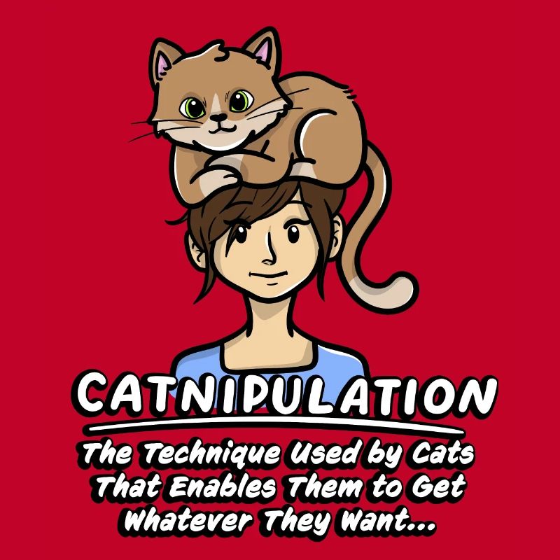 Technique De Catnipulation De Chaton Amant Chat Mignon