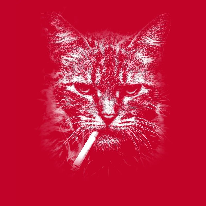 Rauchen, Zigarette, Katze raucht eine Zigarette