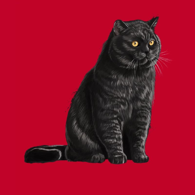 Sitzende Schwarze Britisch Kurzhaar Katze