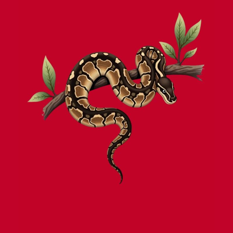 King Python Snakes Lover Terrarium Python