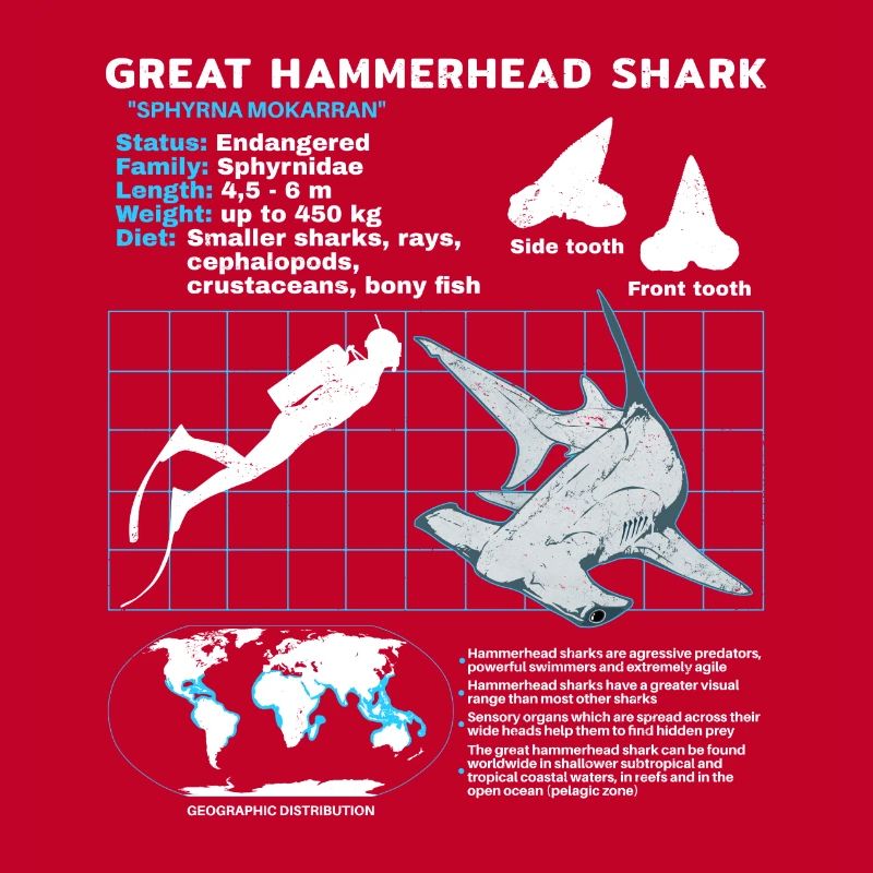 Hammerhead Shark Datasheet