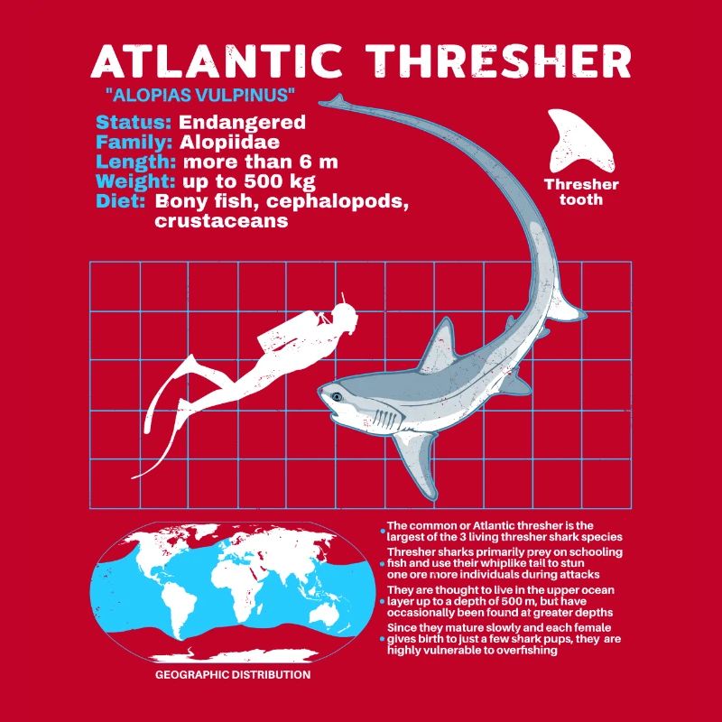 Thresher Shark Datasheet