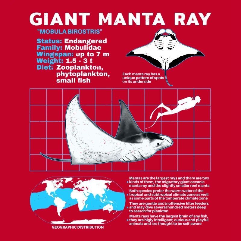 Manta rays Datasheet