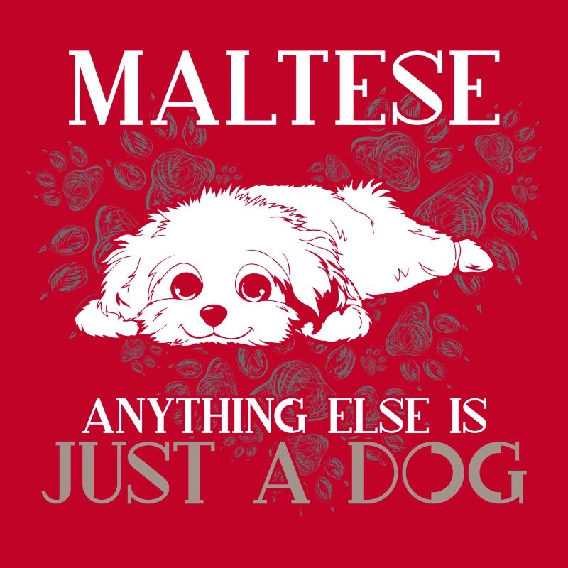 Malte Tout le reste est juste un chien