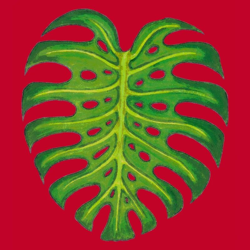 Monstera / Feuille