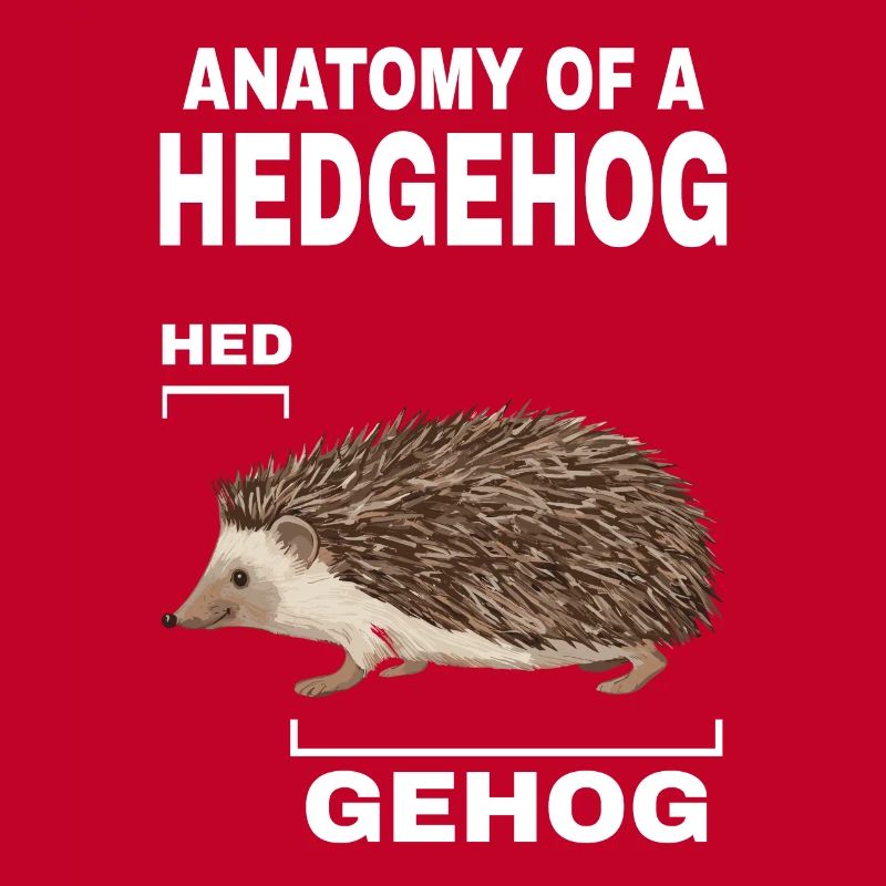 Anatomie d’un hérisson HED GEHOG hérisson avec mignon