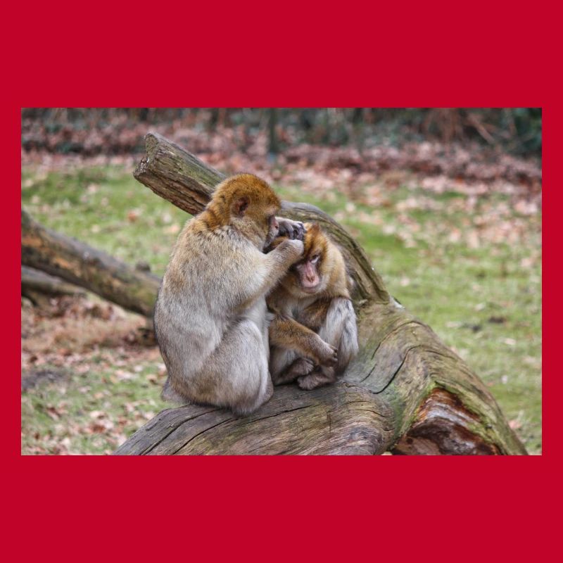 Barbary macaques (Berberaffe) Macaca sylvanus