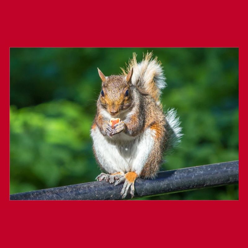 Manger Écureuil gris Grauhörnchen Sciurus caroline