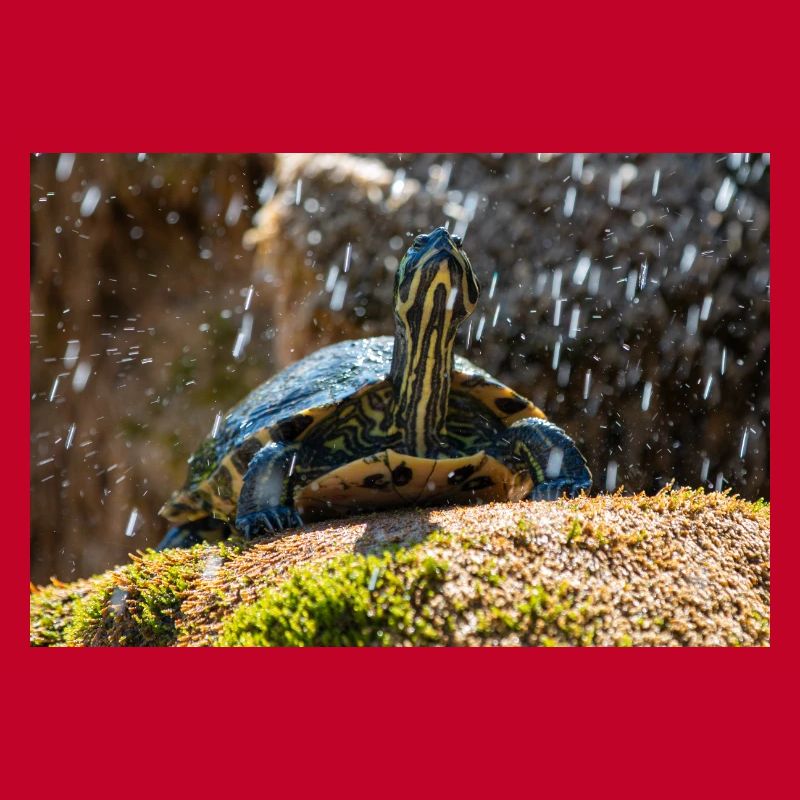 Gelbbauch-Slider Trachemys scripta scripta