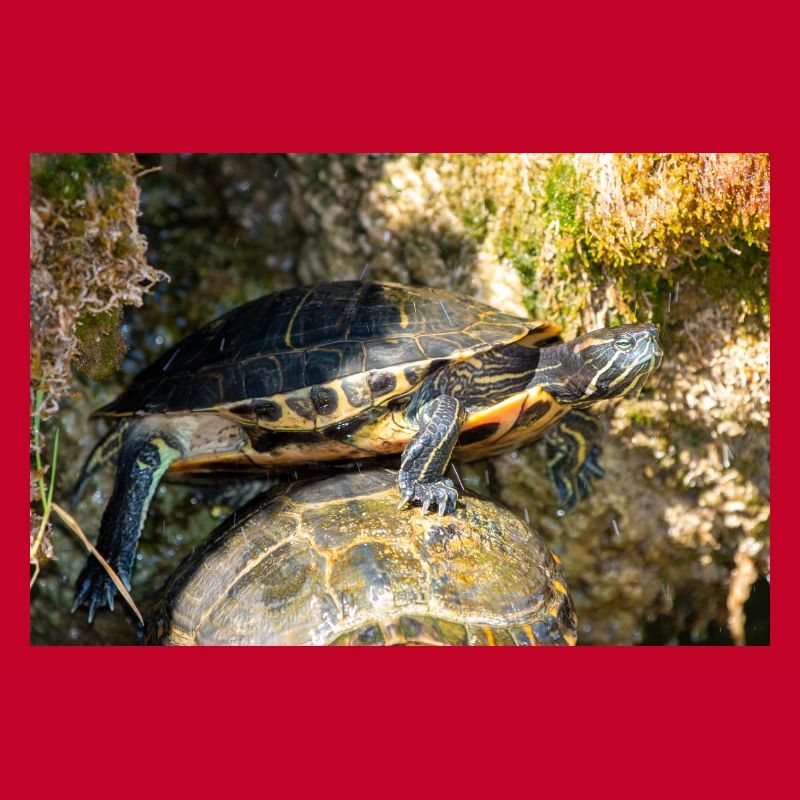 Gelbbauch-Slider Trachemys scripta scripta