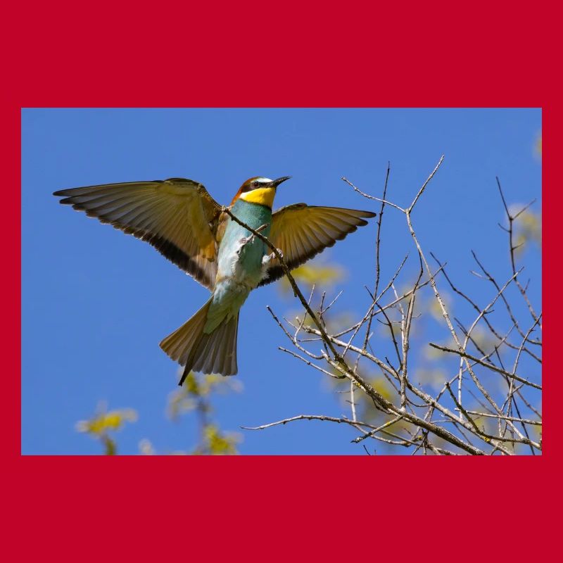 Bee-eater