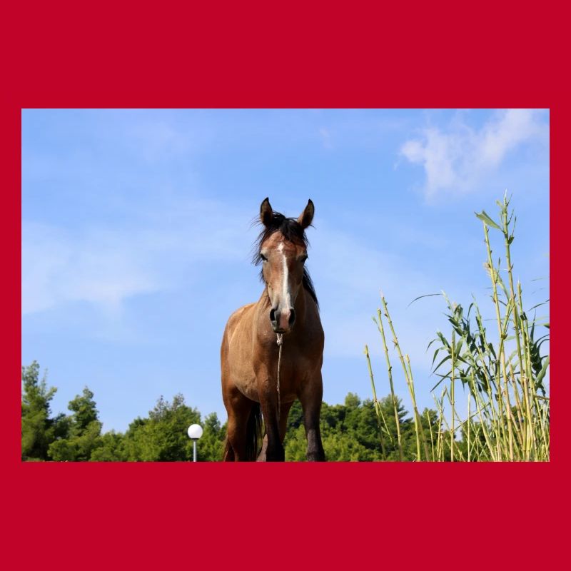 Pferd