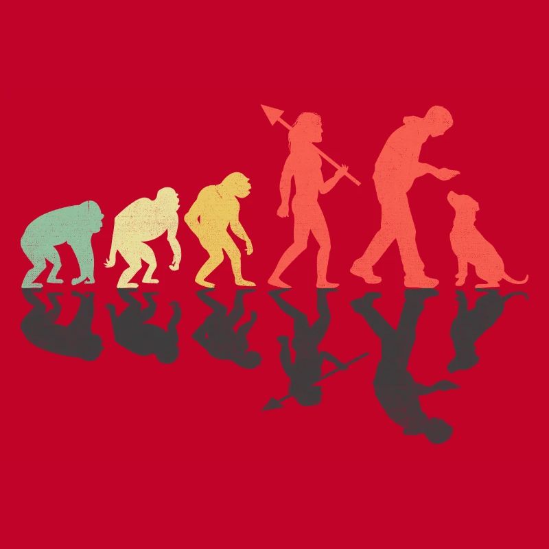 Evolution Labrador Retriever Retrievers de laboratoire