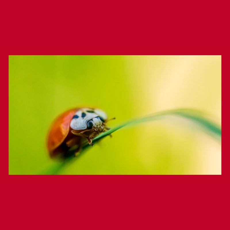 ladybug