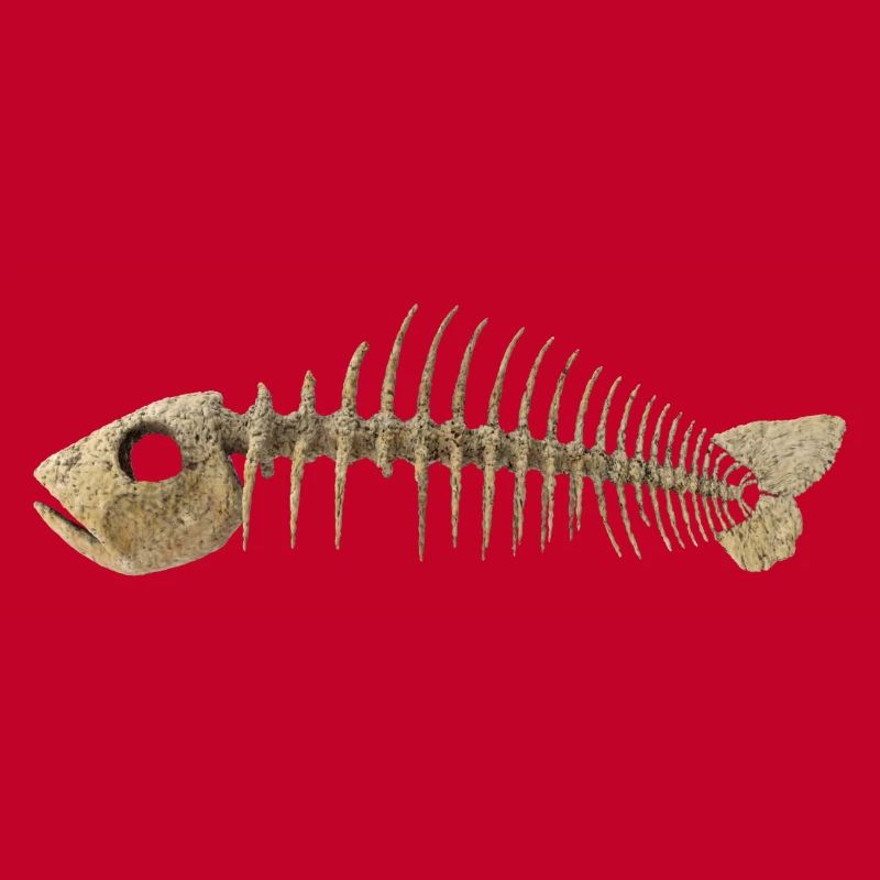 Fisch Gräten - Fish Skeleton Fish bone