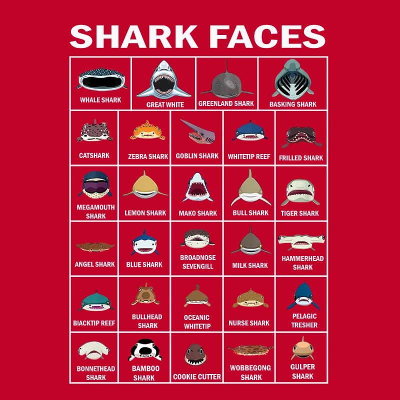 Types de visages de requins. Identification du visage du requin