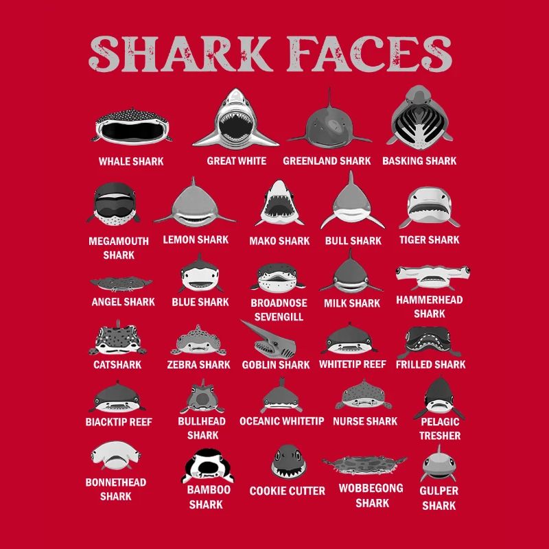 Types de visages de requin. Identification du visage du requin