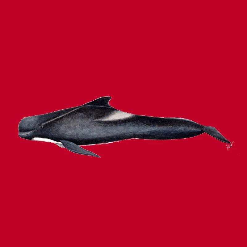 Pilot whale - Pilot whale - Globicephale noir