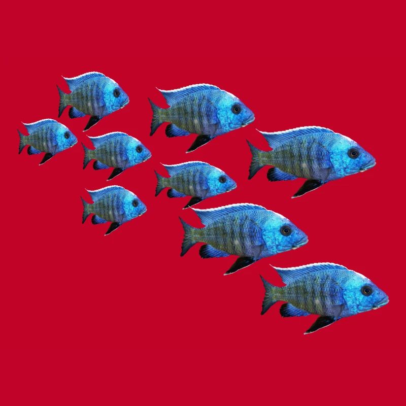 grouper perch fish