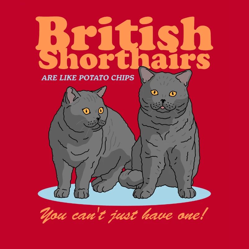 Britisch Kurzhaar Katzen Geschenk