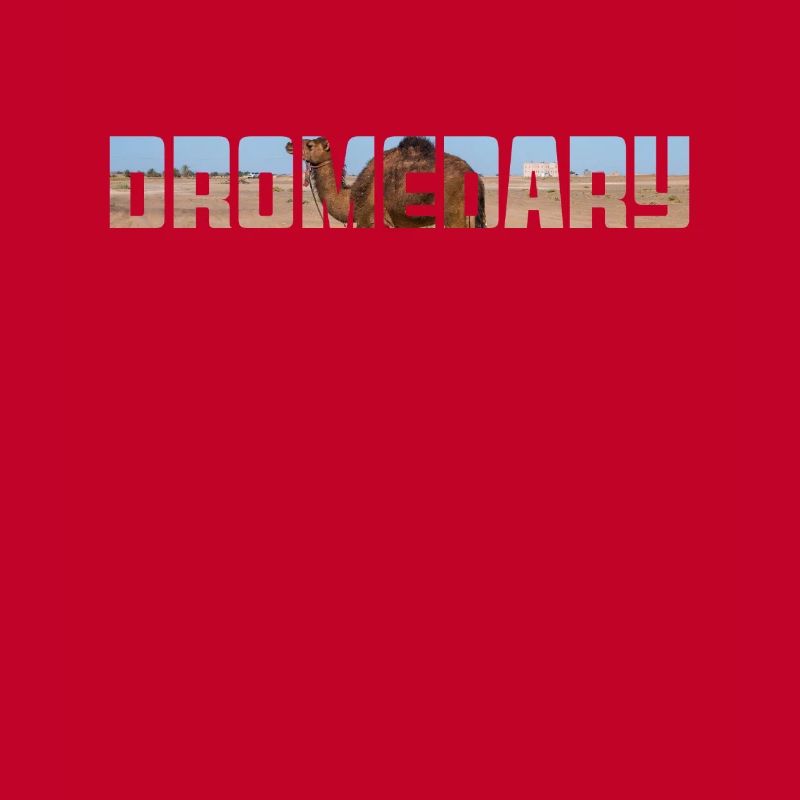 Dromadaire