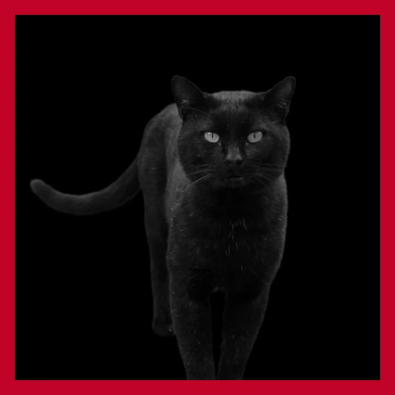 Chat noir Chat Chat Noir Chat Cadeau