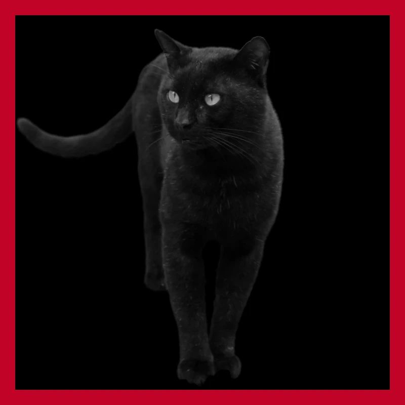 Chat noir Chat Chat Noir Chat Cadeau