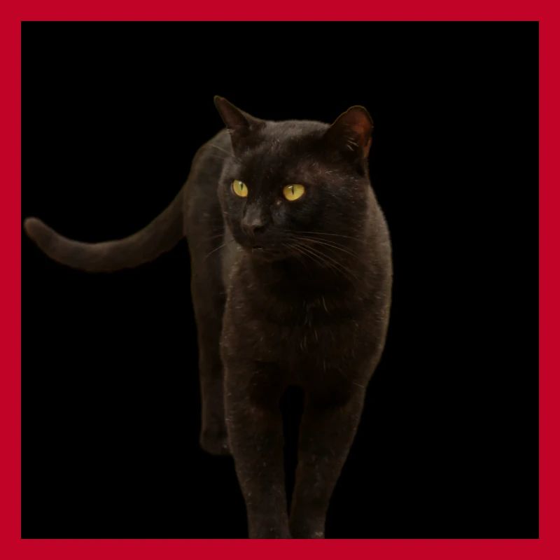 chat noir chat chaton