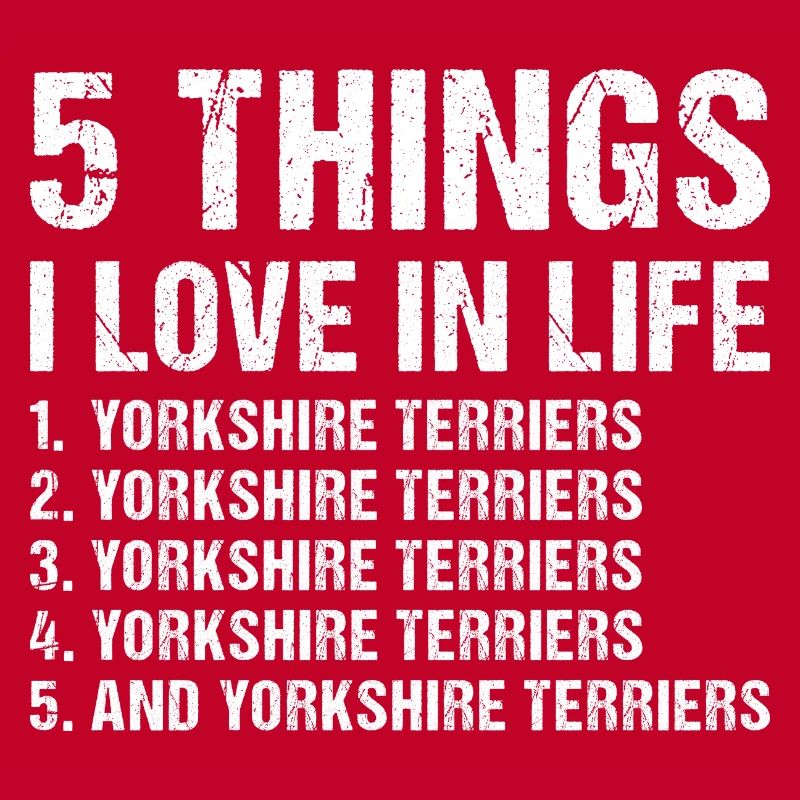 5 choses que j’aime dans la vie Yorkshire Terrier