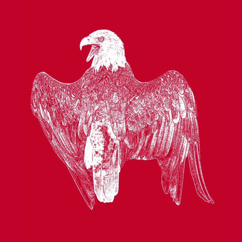 Bald eagle screaming from behind, structure white