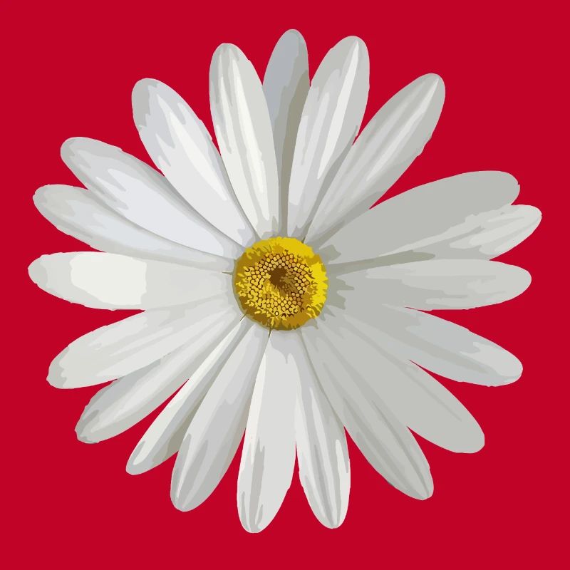 Gänseblümchen
