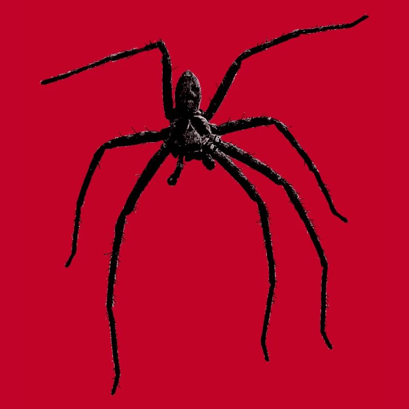Spider / Black Widow + Skull with spider phobia