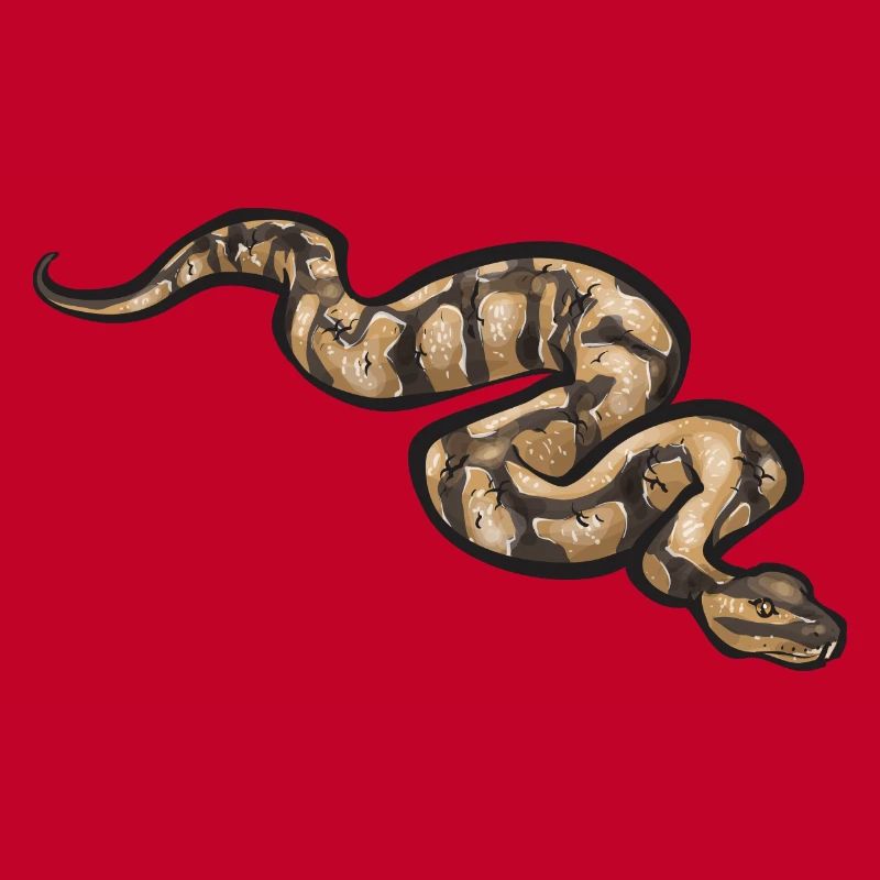 Ball Python Schlange Königspython