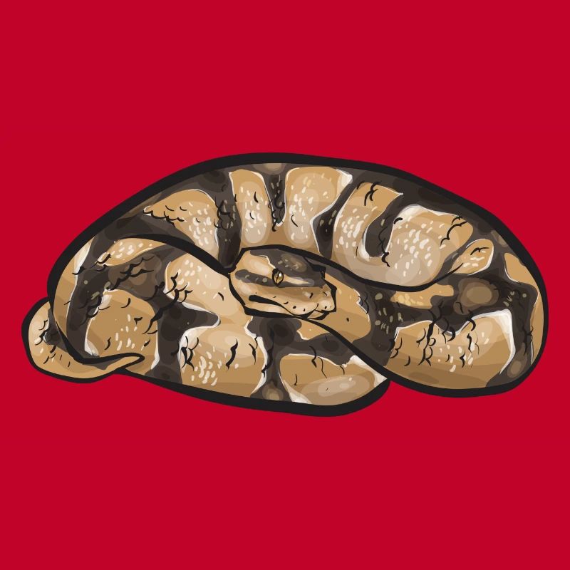 Ball Python Schlange Königspython