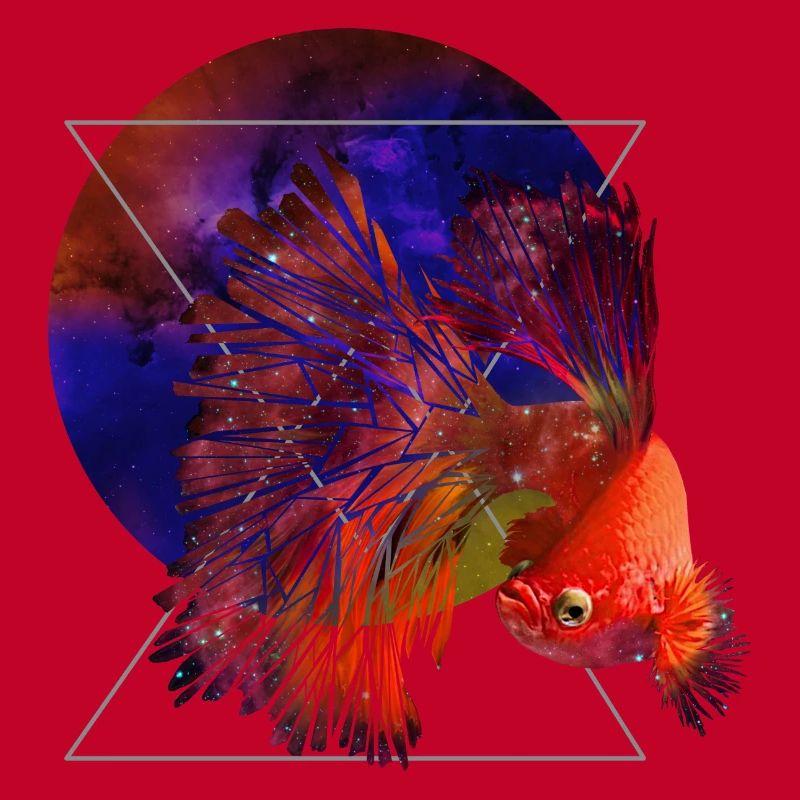 Poissons de l’espace