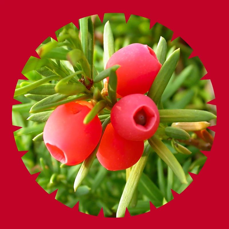 Die Eibe, ein heimischer Nadelbaum